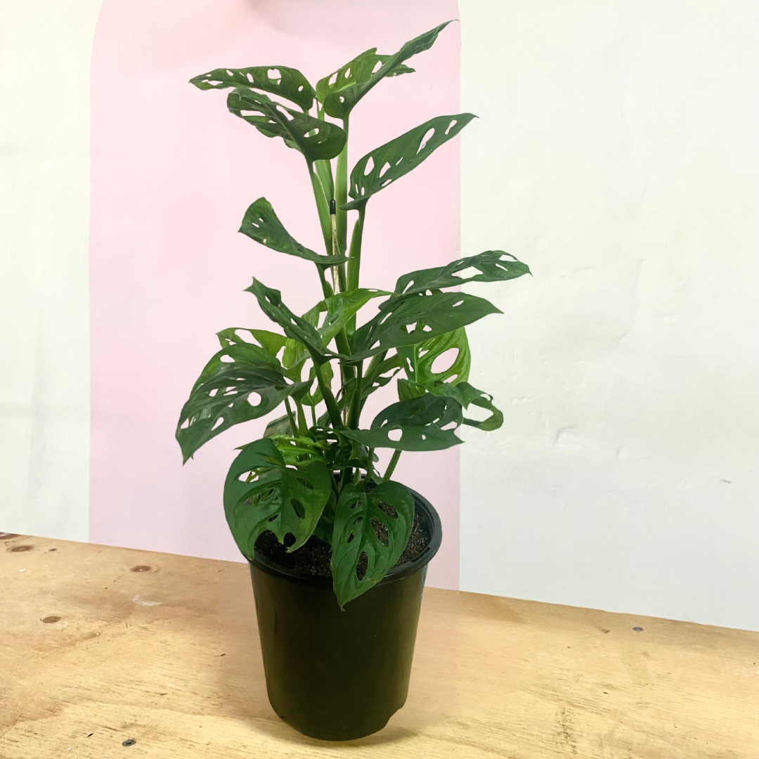 swiss cheese plant vs monkey mask Monstera Adansonii 'Swiss Cheese Plant' Monkey Mask