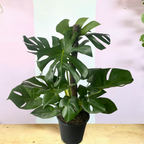 Monstera on Totem