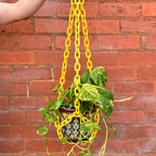 Plant Chain Hanger - Woljam