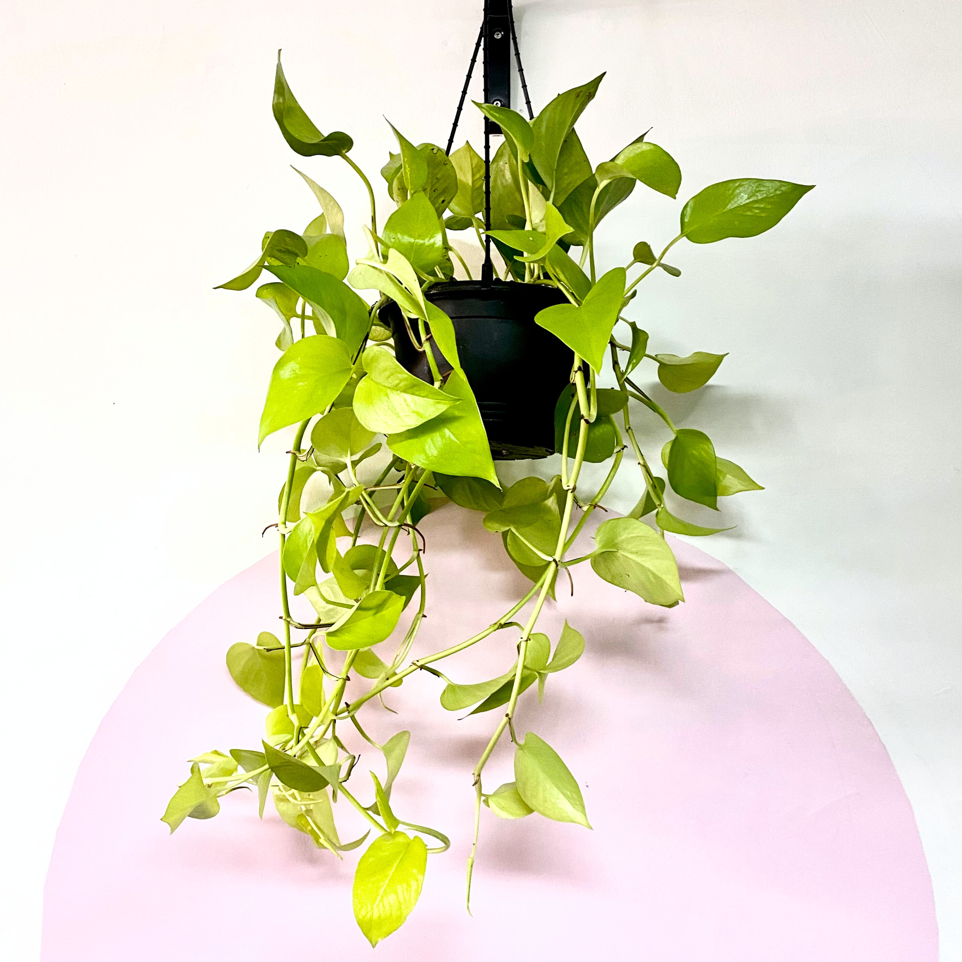 Neon Pothos 'Goldilocks' Hanging Basket
