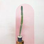 Peruvian Apple Cactus