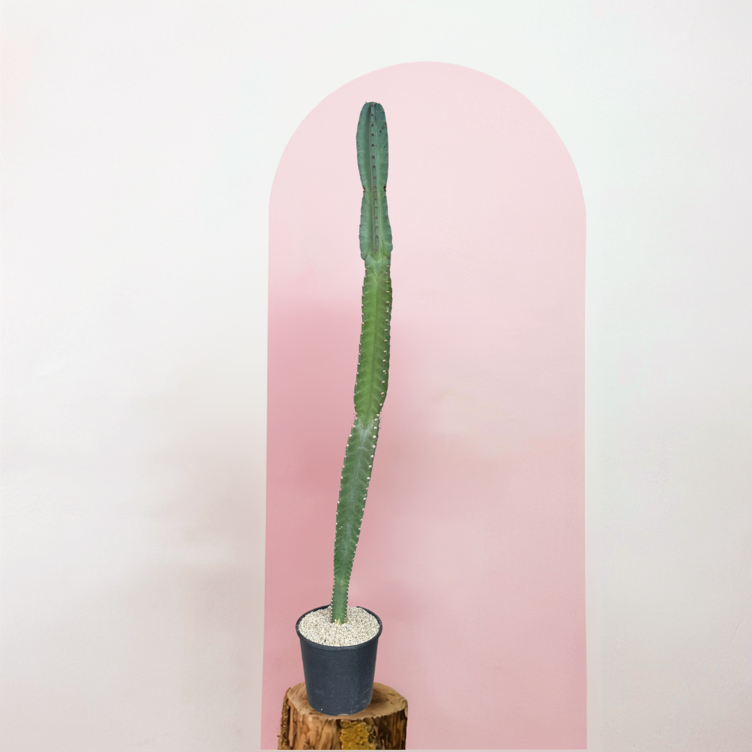 Peruvian Apple Cactus