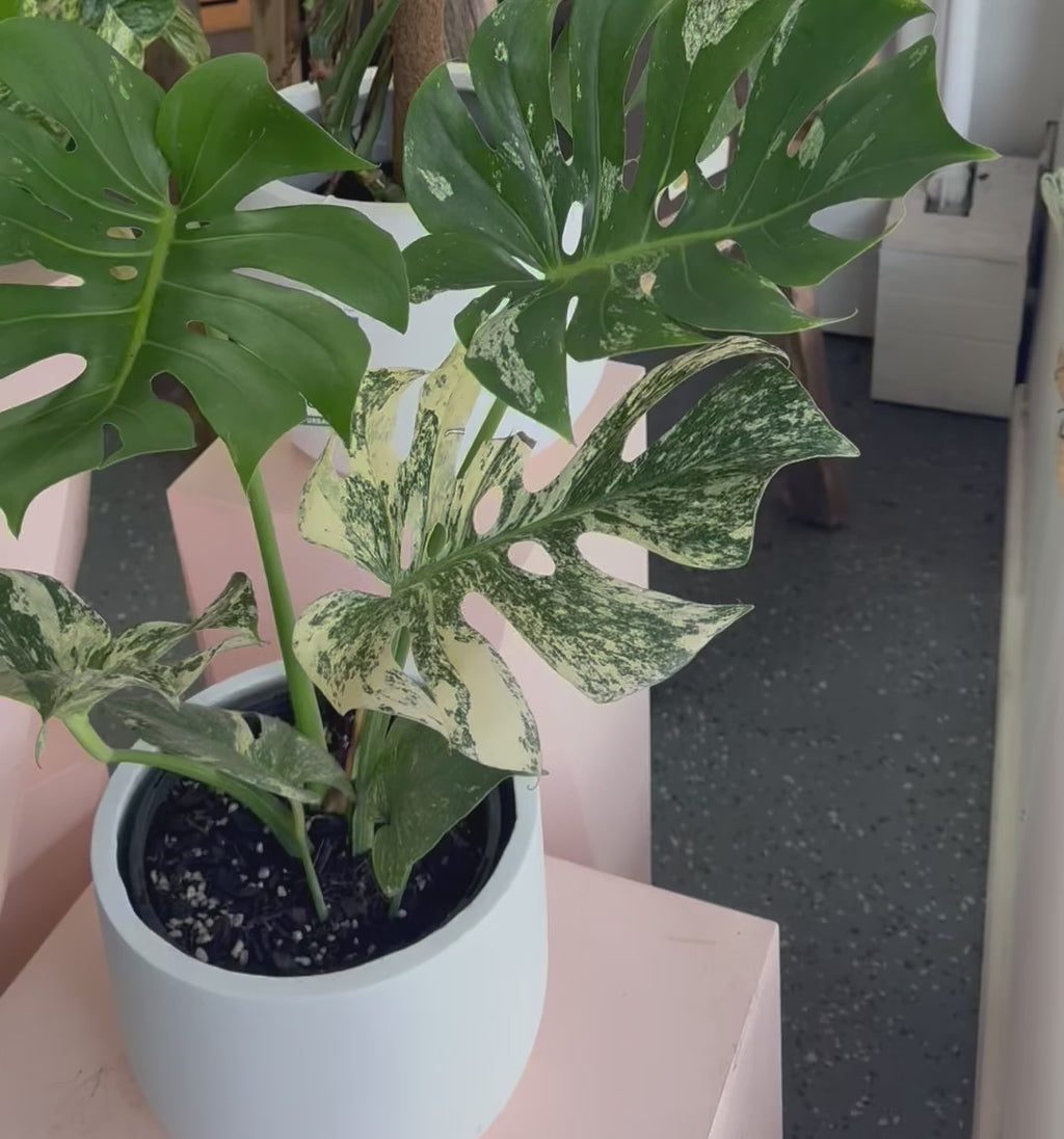 斑叶龟背竹‘薄荷’