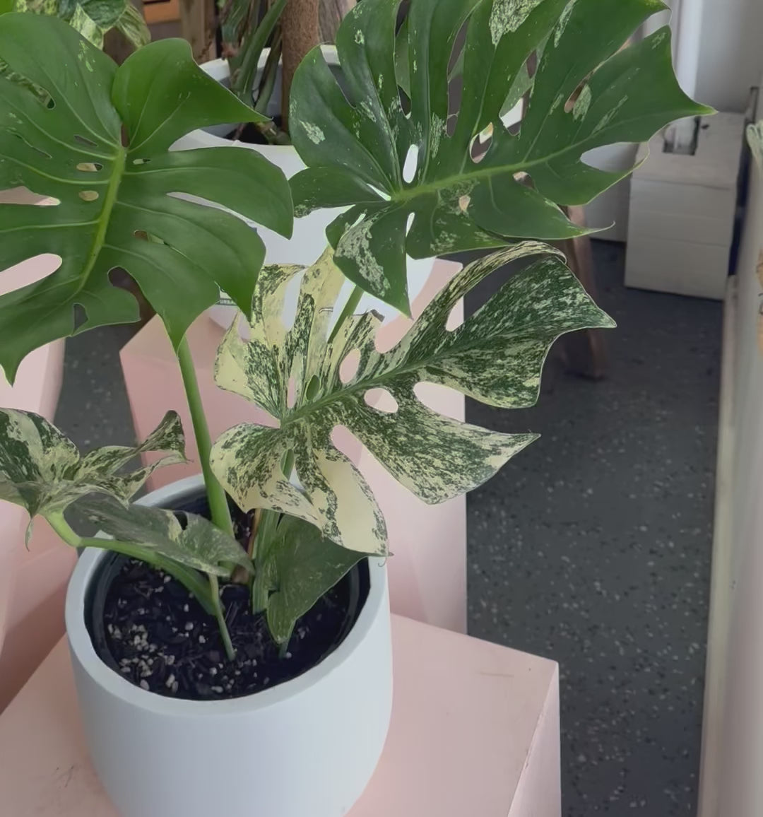 斑叶龟背竹‘薄荷’