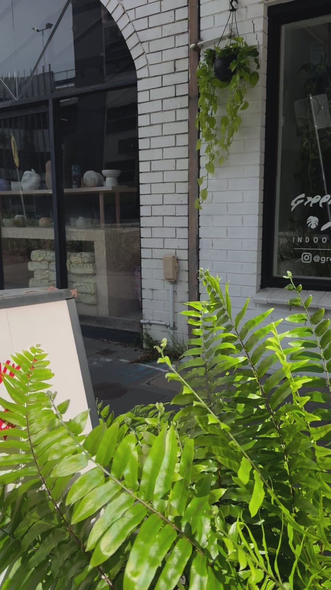Macho Fern