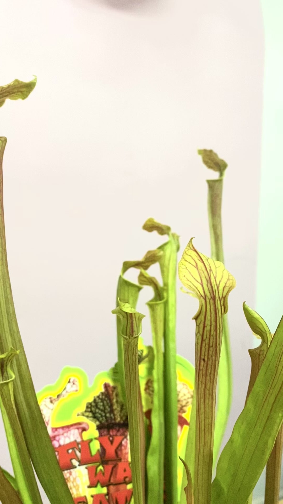 Carnivorous Fly Eater