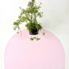 Rhipsalis Cereuscula Mistletoe – indoor plant available at Green Envy Indoor Plants Melbourne