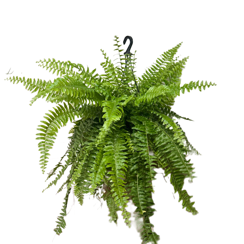 Boston Fern