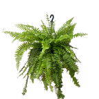 Boston Fern