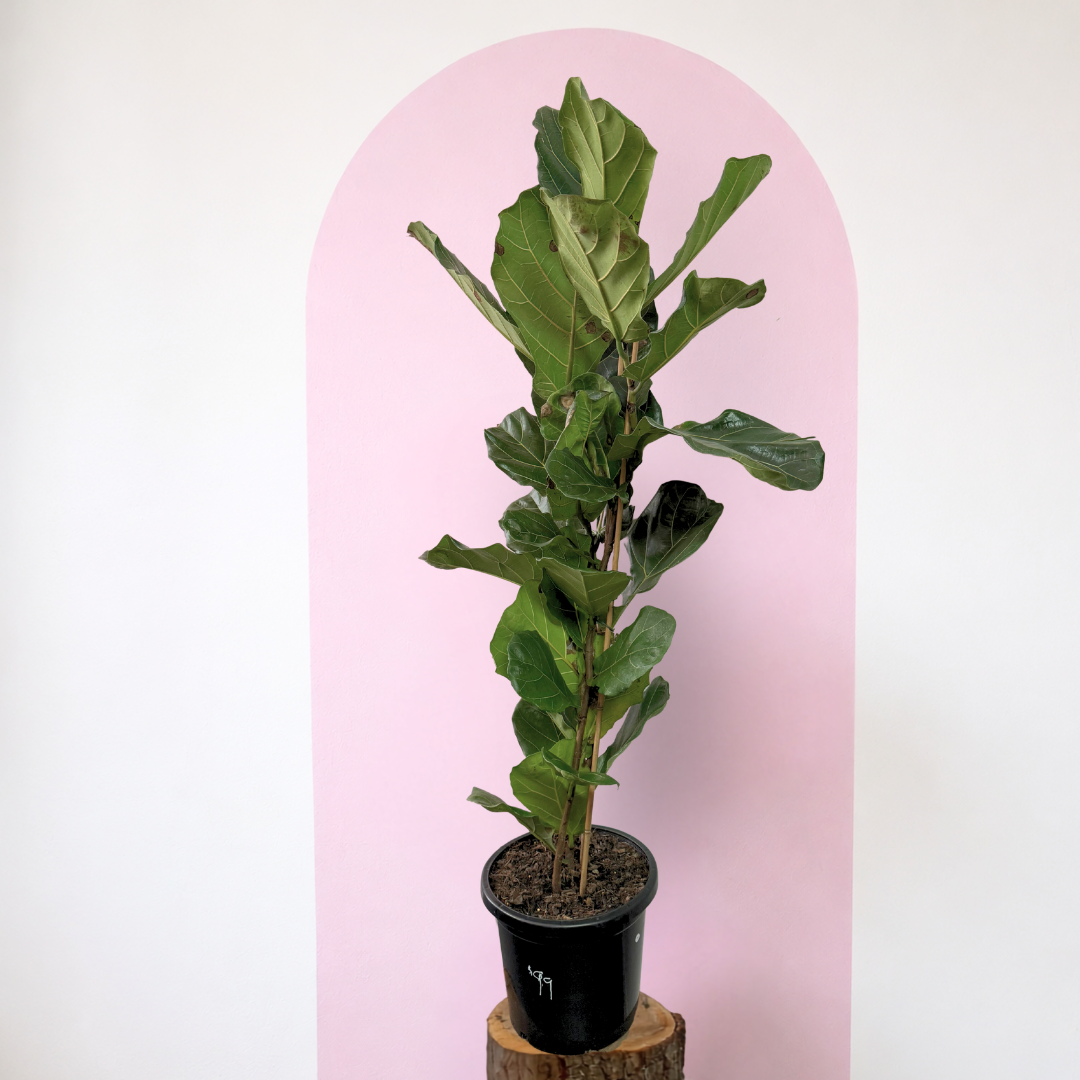 Fiddle Leaf Fig Green Envy Indoor Plants