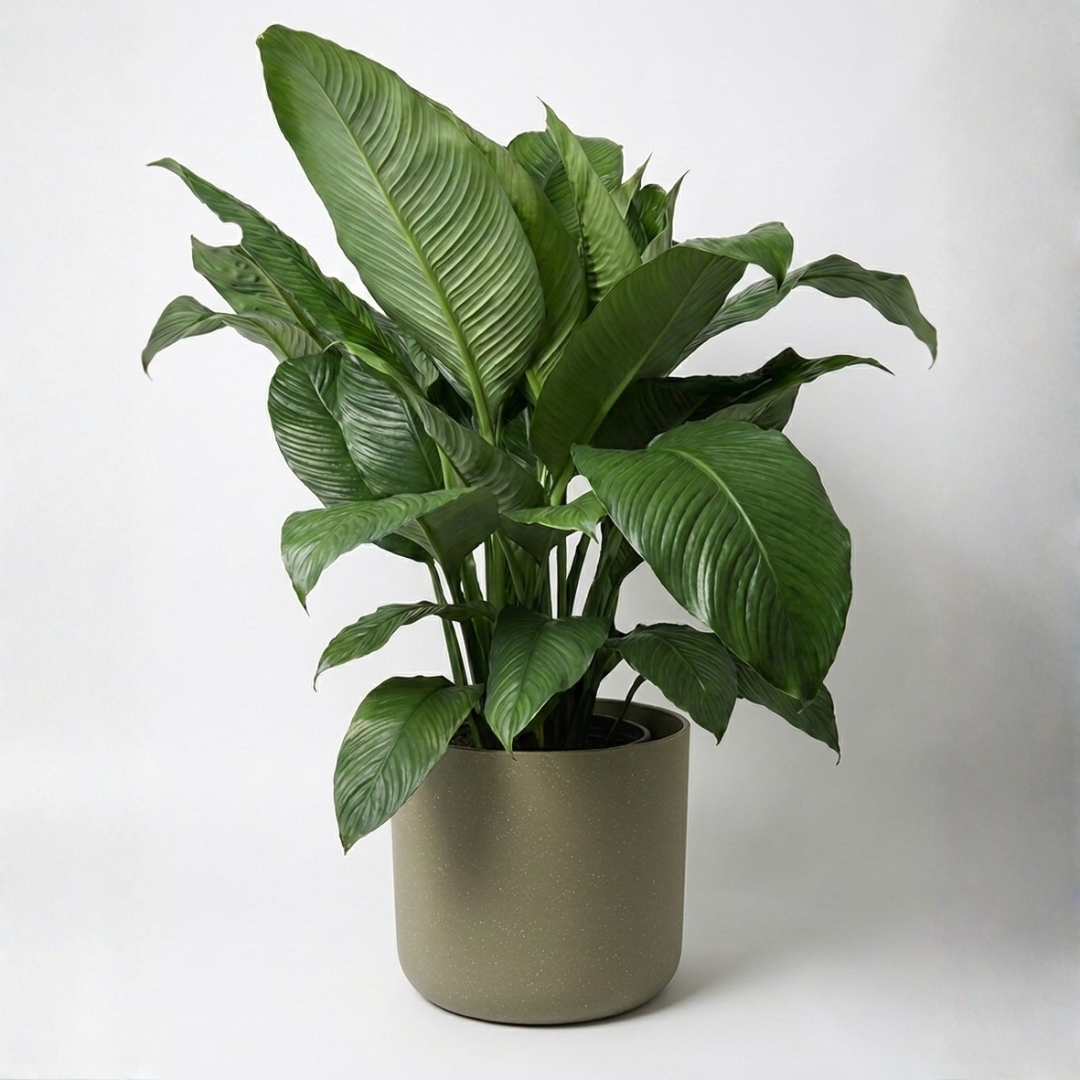 Large Peace Lily Sensation with Olive Speckle Pot Green Envy Indoor Plants