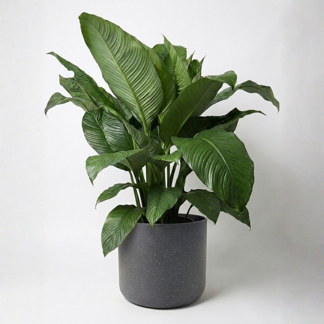 Large Peace Lily Sensation with Charcoal Speckle Pot Green Envy Indoor Plants