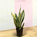 Sansevieria Snake Plant - Yellow Edge