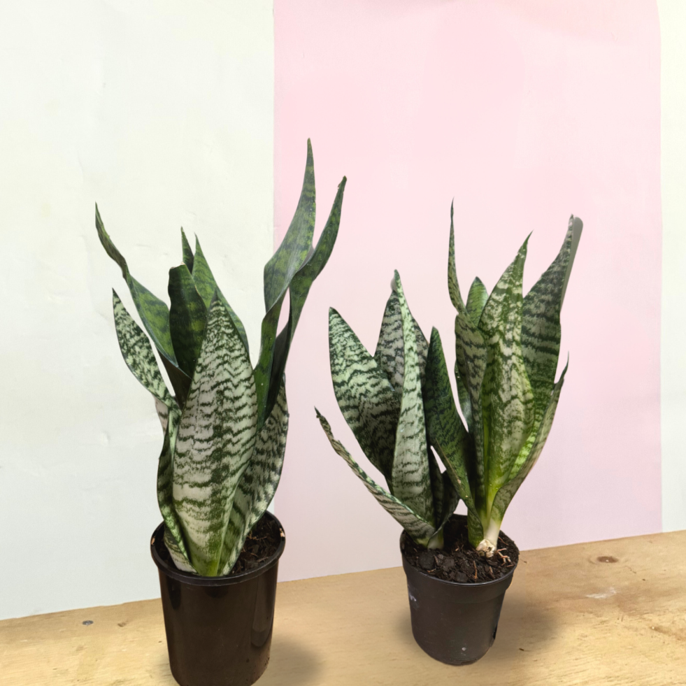 sansevieria 中文 虎尾兰(虎尾兰)——易于维护的室内植物| Green Envy – Green Envy Indoor Plants