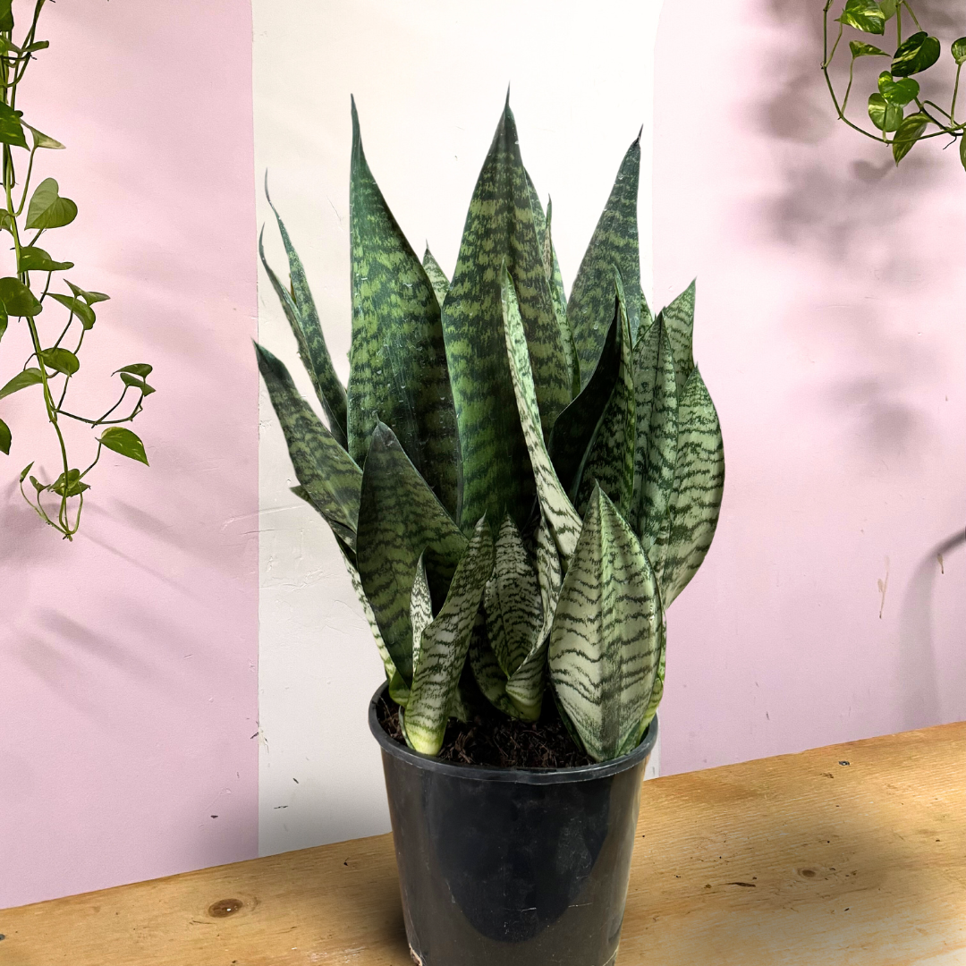 虎尾兰（虎尾兰）——易于维护的室内植物| Green Envy – Green Envy Indoor Plants