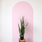 Sansevieria Snake Plant - Green Green Envy Indoor Plants