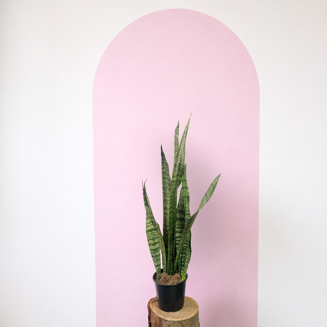 Sansevieria Snake Plant - Green Green Envy Indoor Plants