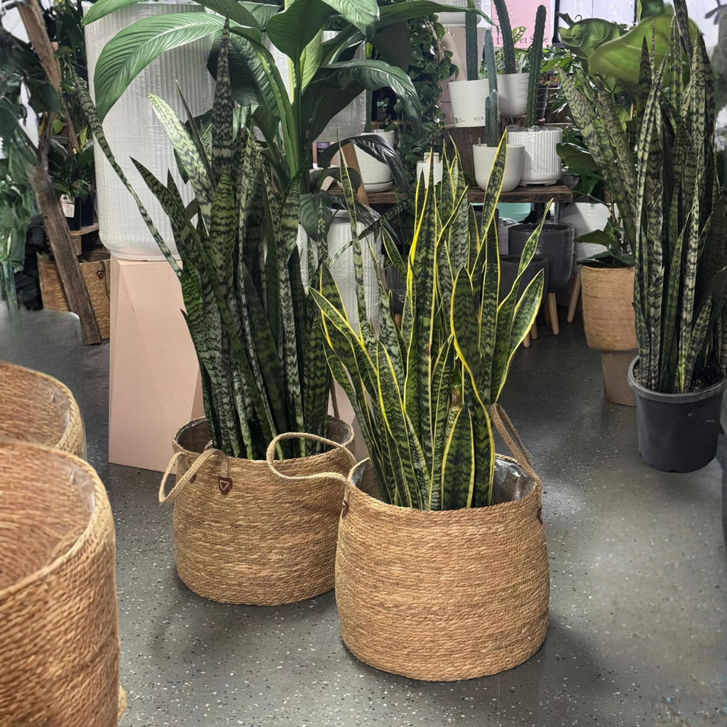 snake plant 中文 虎尾兰(虎尾兰)——易于维护的室内植物| Green Envy – Green Envy Indoor Plants