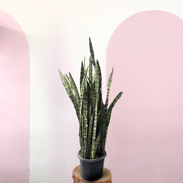 Sansevieria Snake Plant