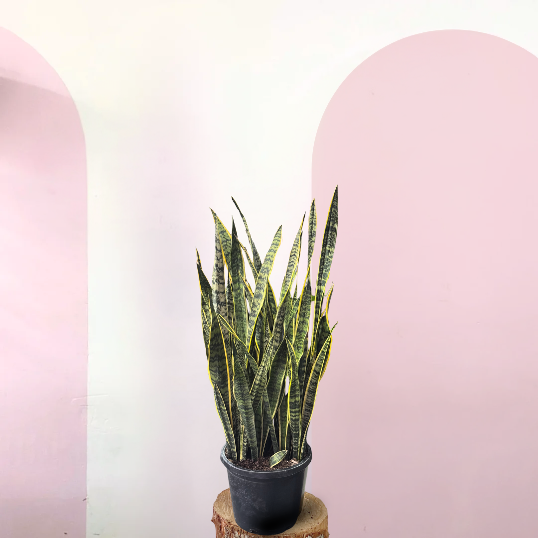 Sansevieria Snake Plant - Yellow Edge – indoor plant available at Green Envy Indoor Plants Melbourne