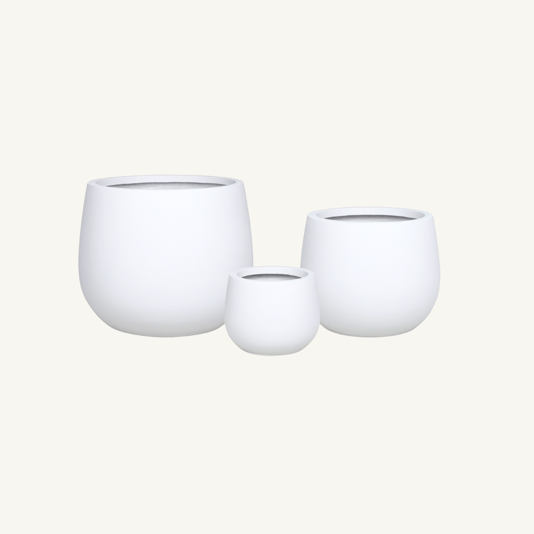 矮刚果花盆 - 白色