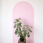 Variegated Dwarf Umbrella Tree Green Envy Indoor Plants