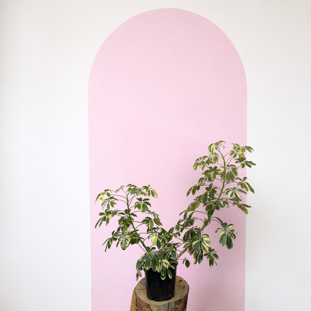 Variegated Dwarf Umbrella Tree Green Envy Indoor Plants