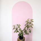 Variegated Dwarf Umbrella Tree Green Envy Indoor Plants