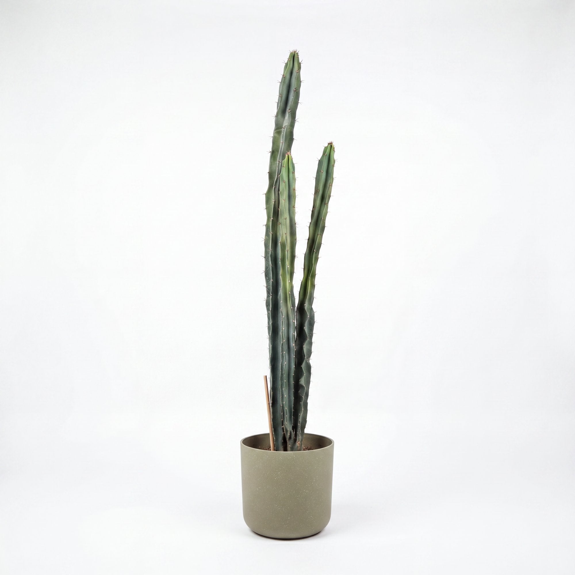 Medium Cereus Repandus Cactus with Mia Pot - Olive Speckle