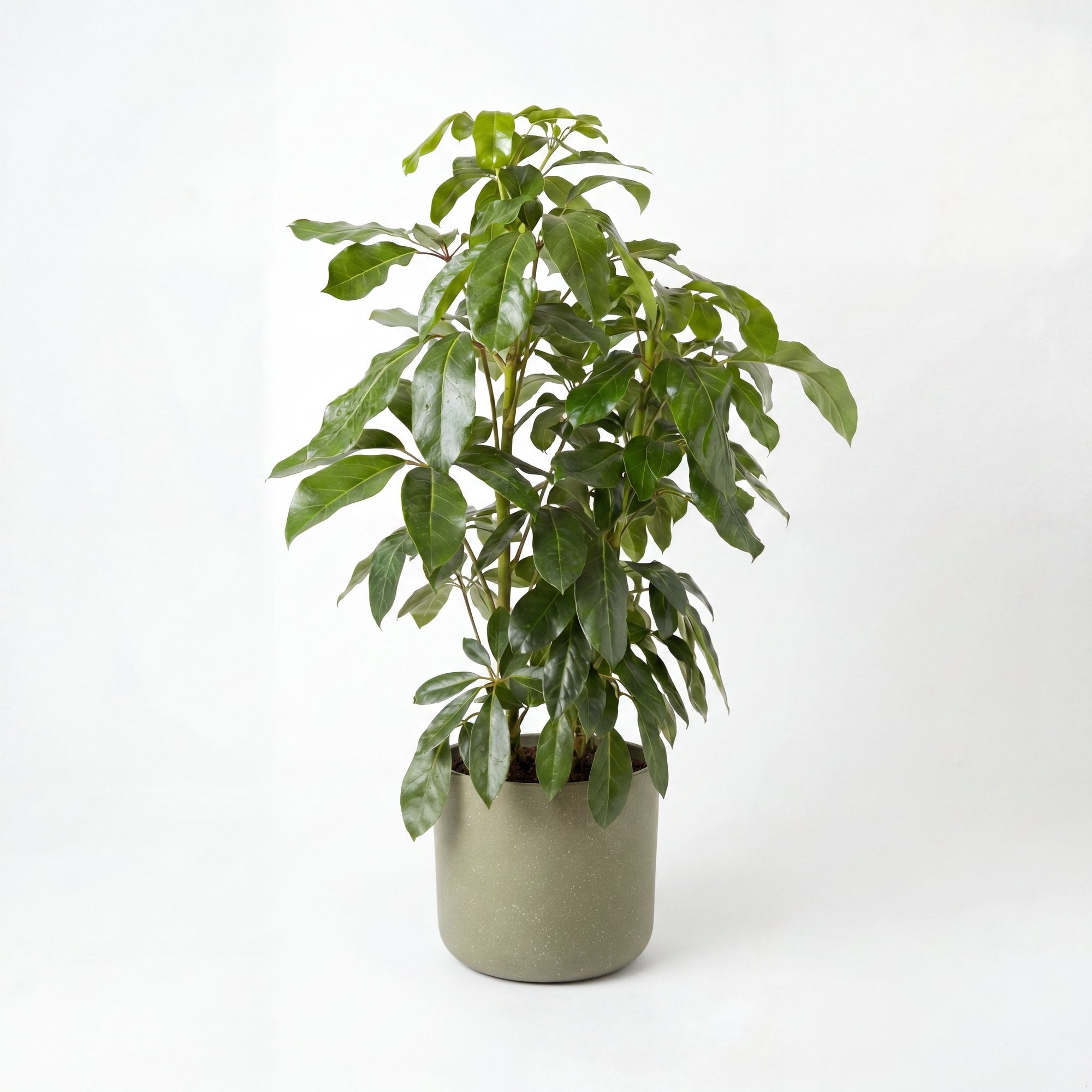 Medium Dwarf Umbrella Tree with Mia Pot - Olive Speckle