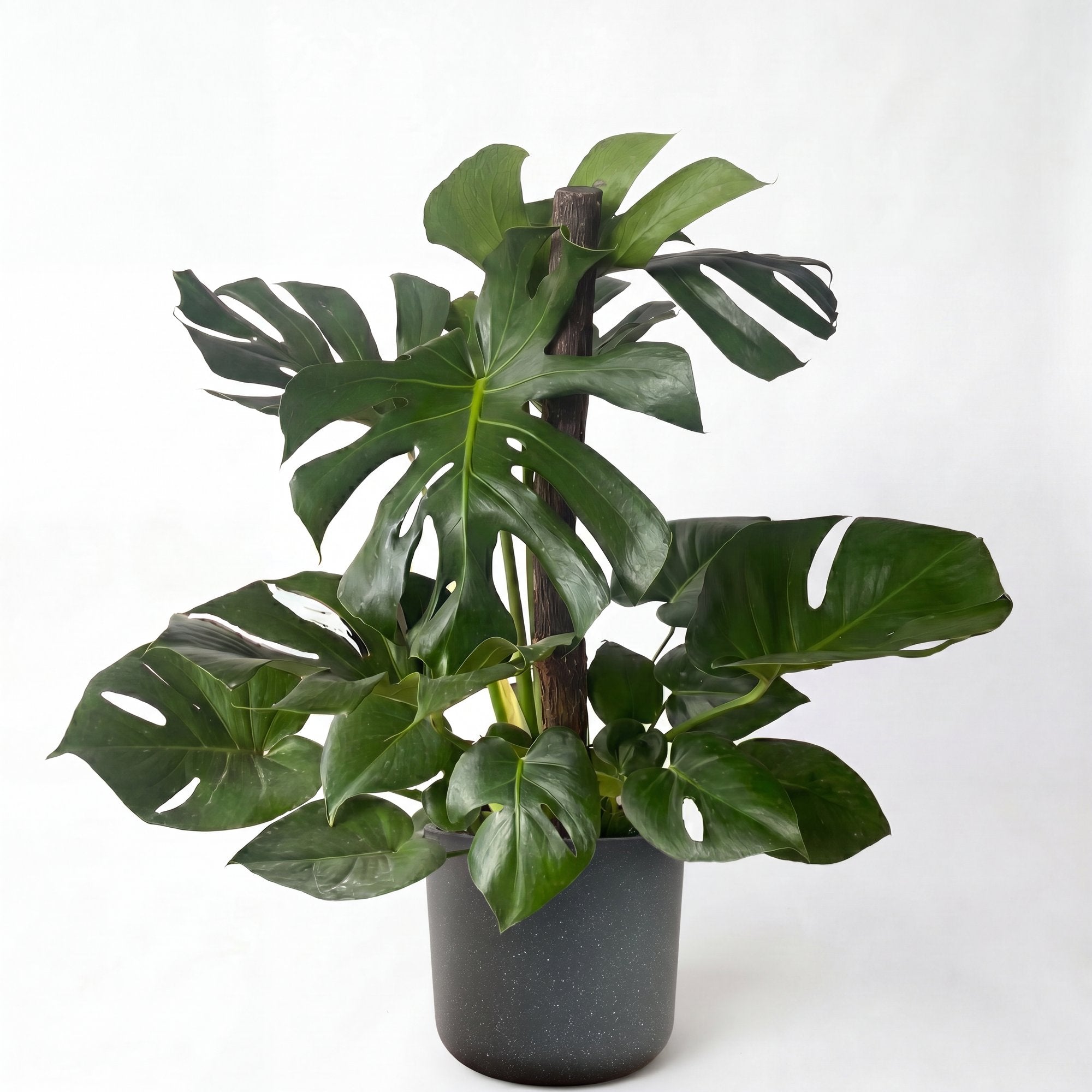 Medium Monstera on Totem with Mia Pot - Charcoal Speckle