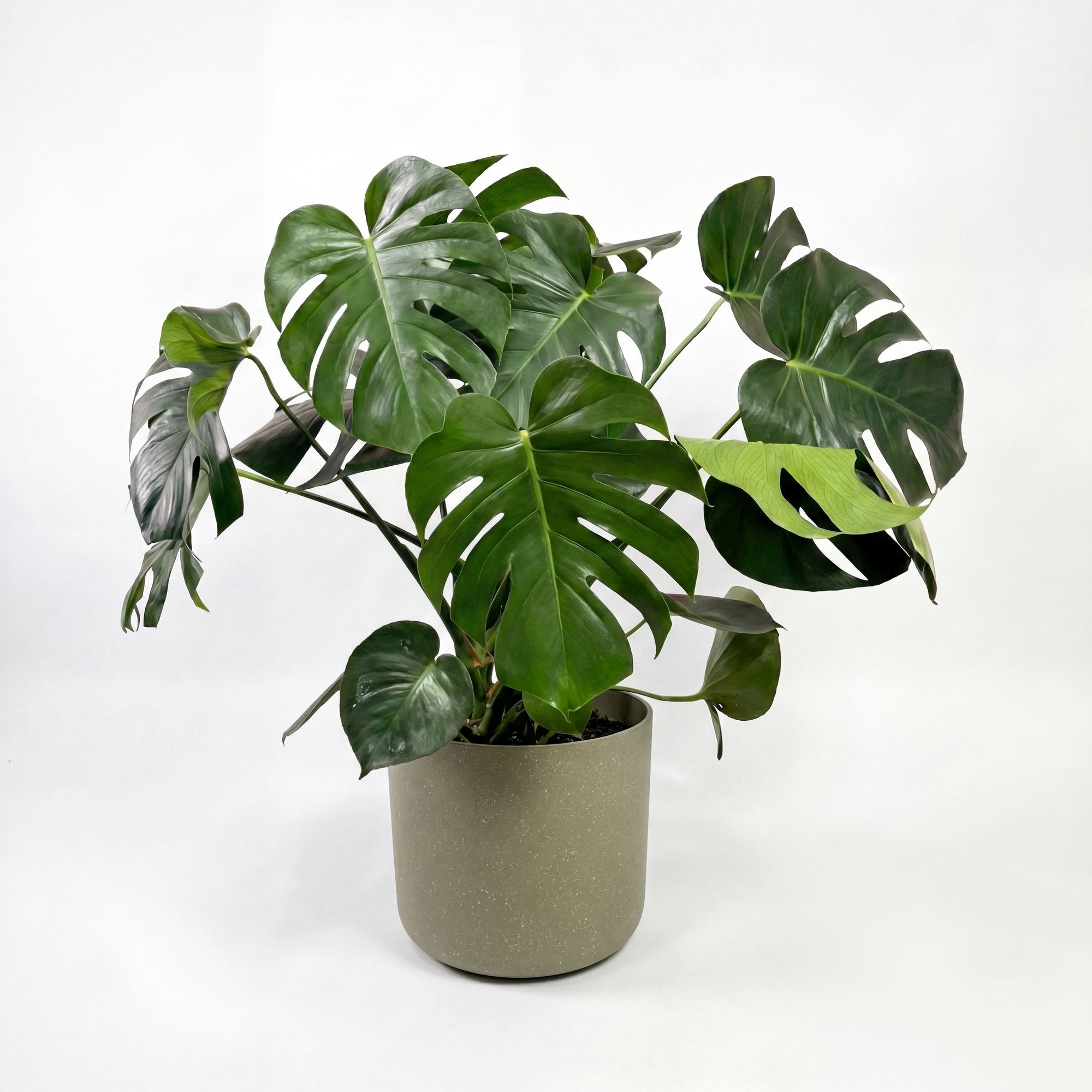 Medium Monstera Deliciosa with Mia Pot - Olive Speckle