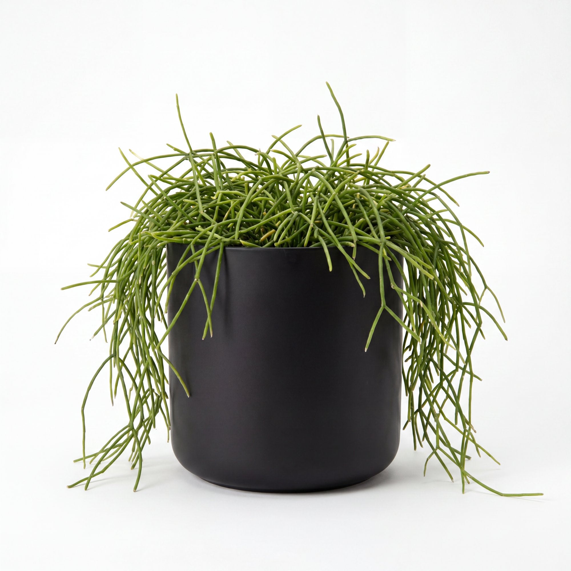 Small Rhipsalis Capilliformis Hanging Cactus with Mia Pot - Black