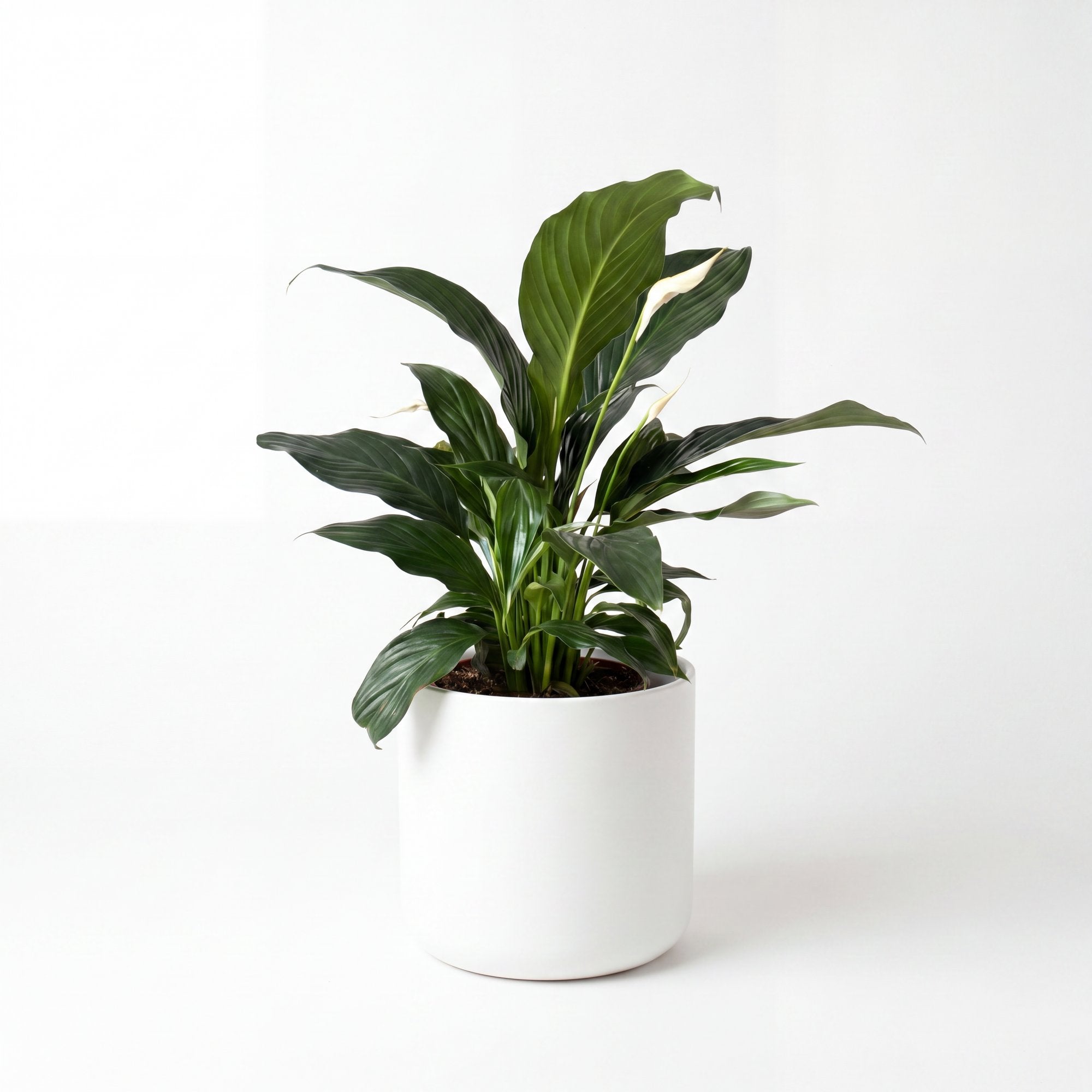 Small Peace Lily with Mia Pot - White