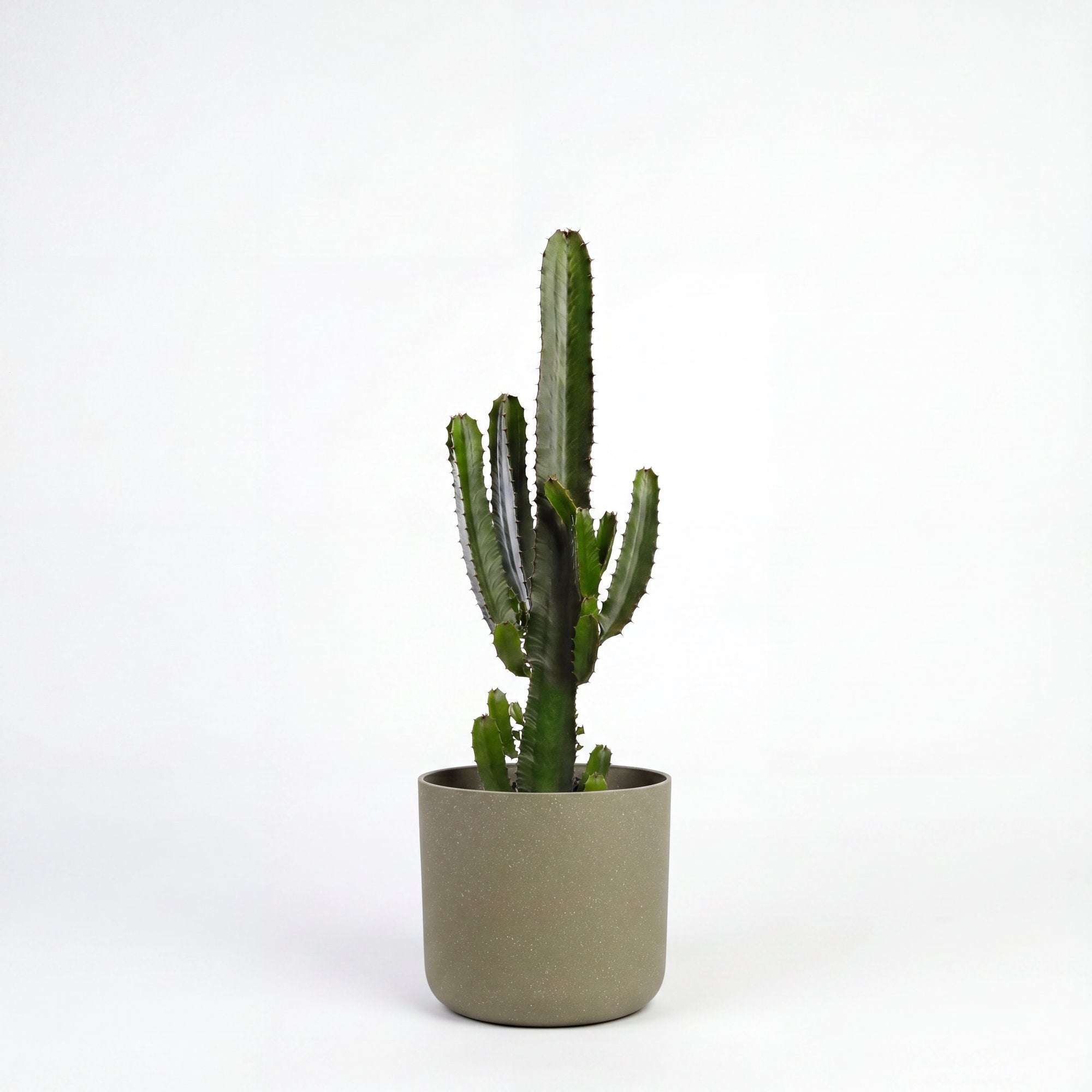 Medium Euphorbia Cactus with Mia Pot - Olive Speckle