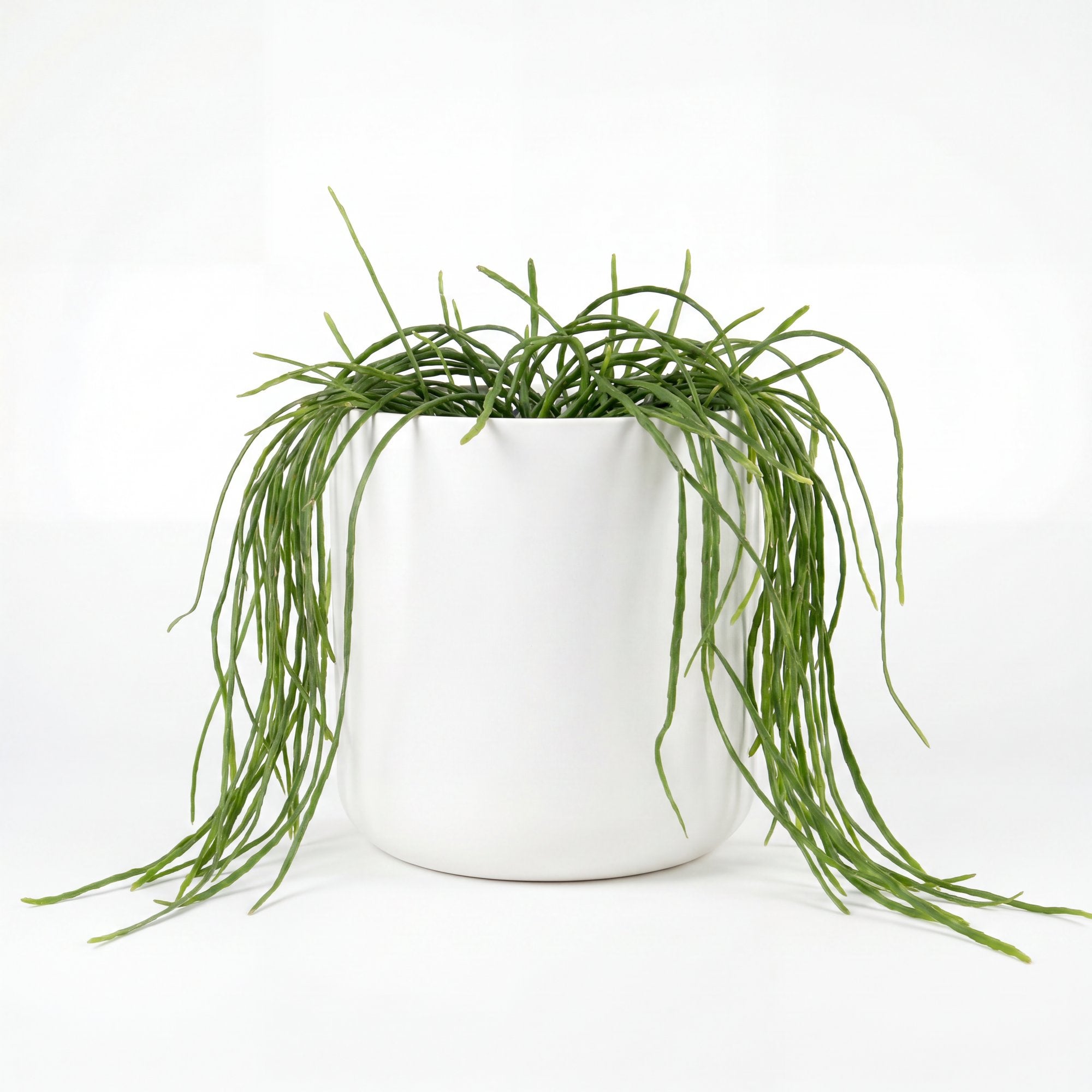 Small Rhipsalis Boliviana Hanging Basket with Mia Pot - White