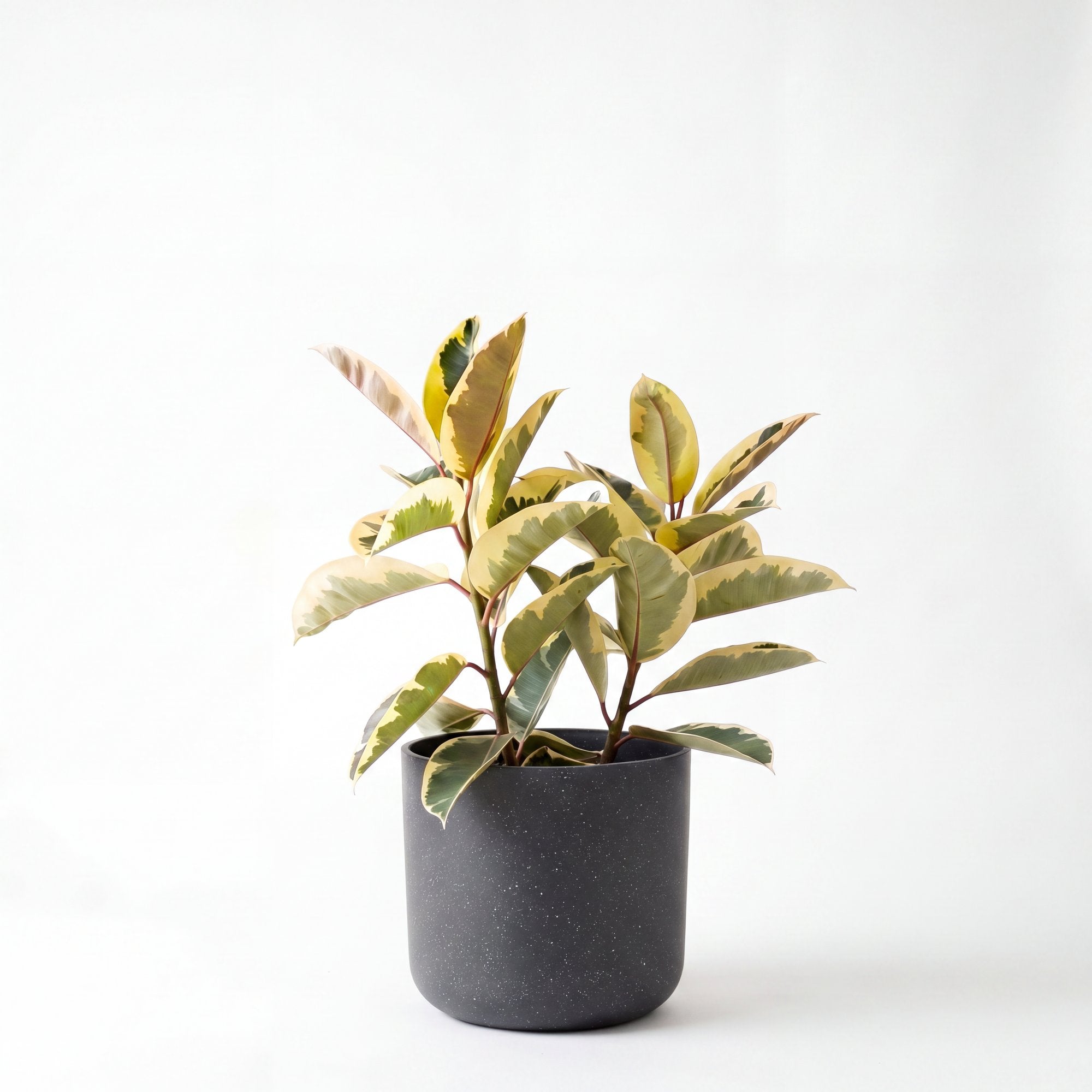 Medium Tineke Rubber Tree with Mia Pot - Charcoal Speckle