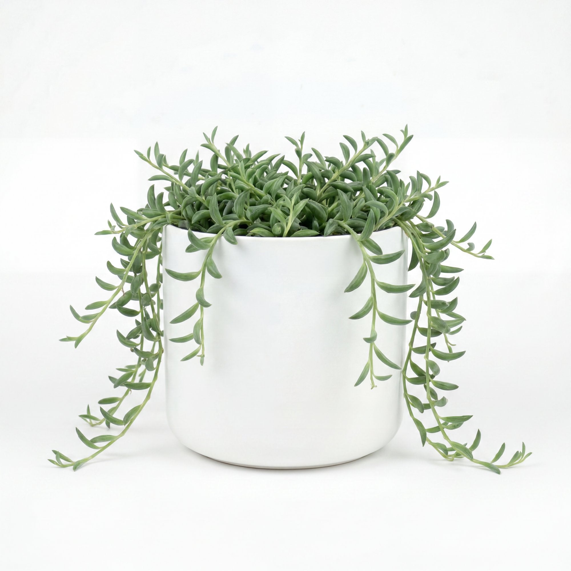 Small String of Banana with Mia Pot - White