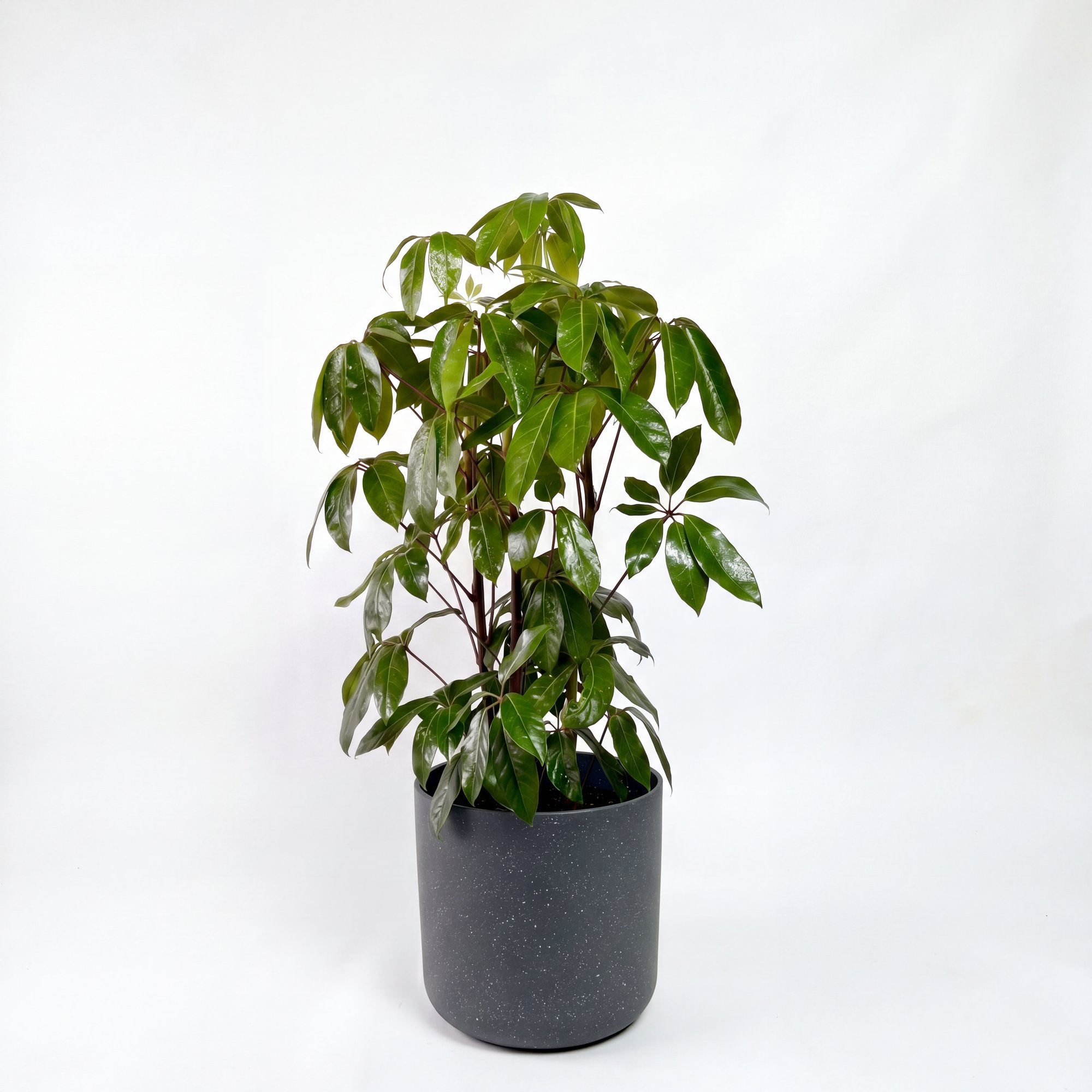 Medium Umbrella Tree with Mia Pot - Charcoal Speckle
