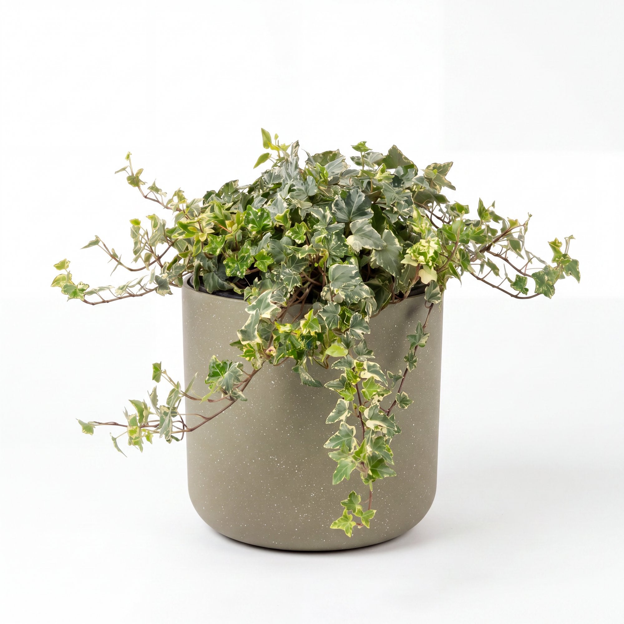 Medium English Ivy - Variegated with Mia Pot - Olive Speckle