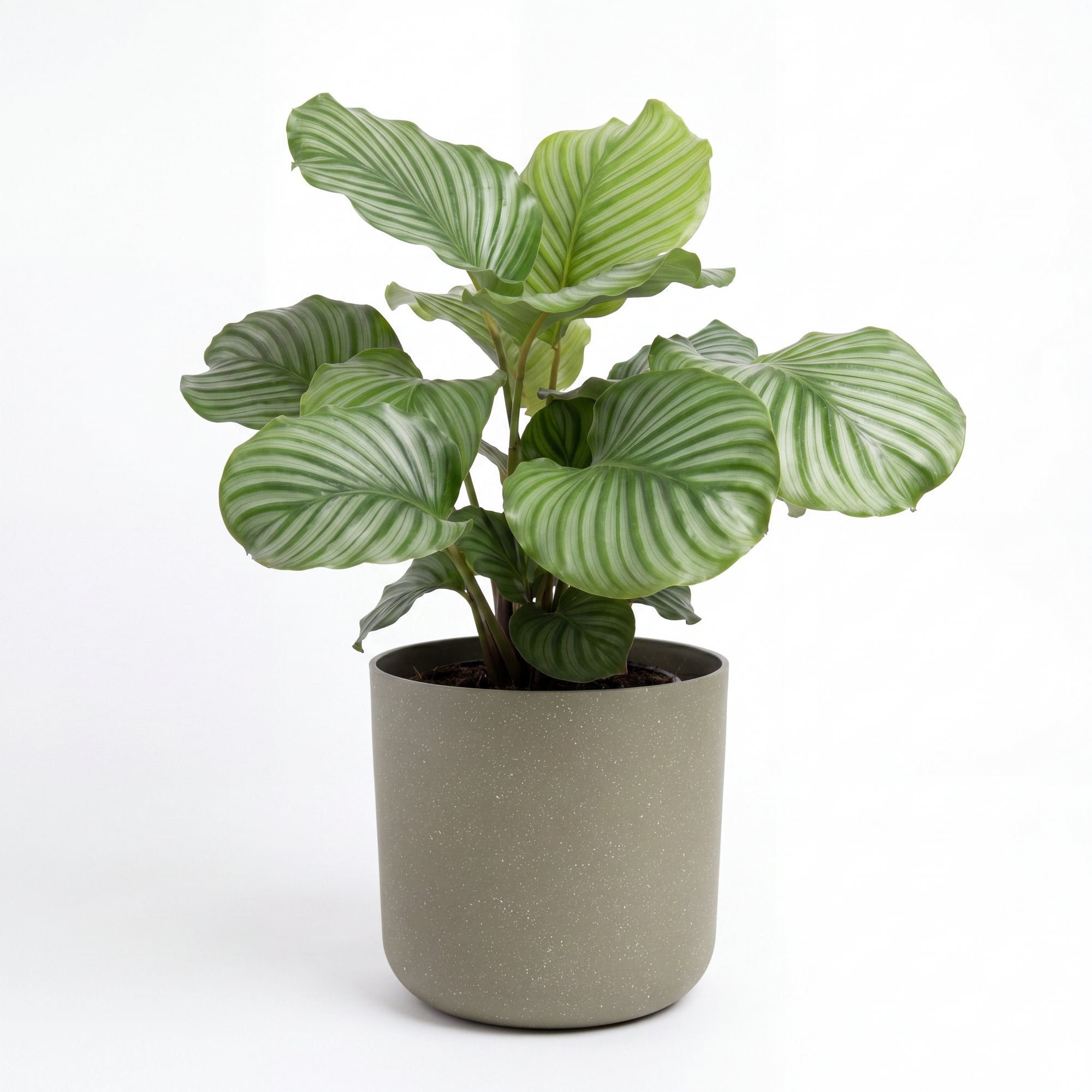 Medium Calathea Orbifolia with Mia Pot - Olive Speckle