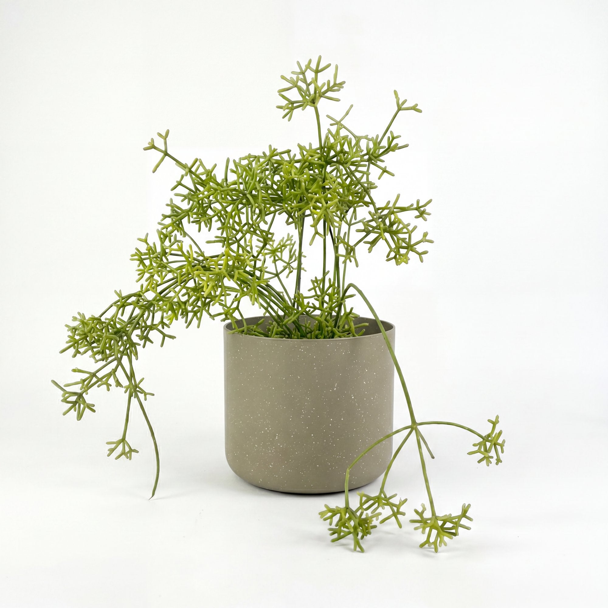 Small Rhipsalis Cereuscula Mistletoe with Mia Pot - Olive Speckle