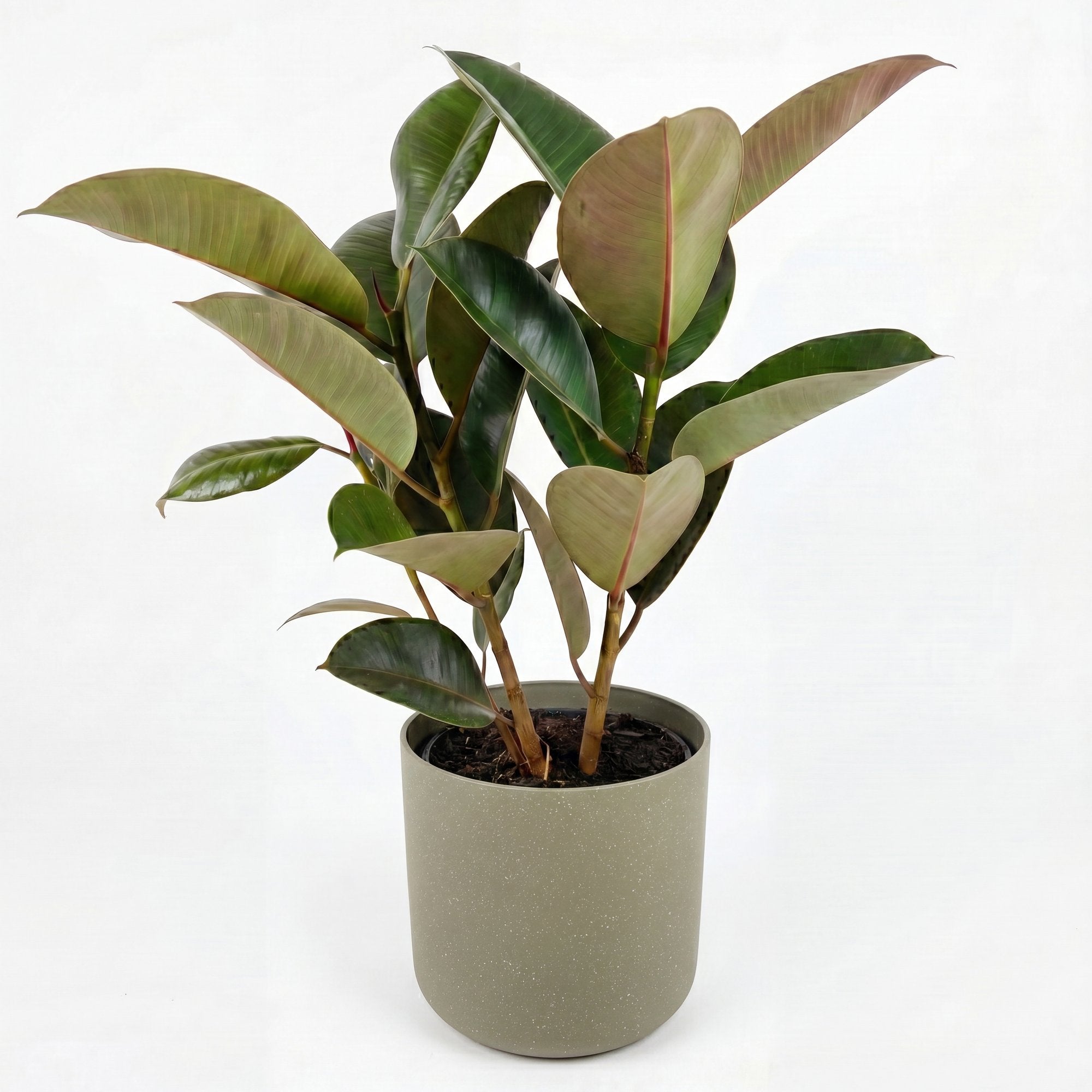 Medium Spider Plant with Mia Pot - Olive Speckle