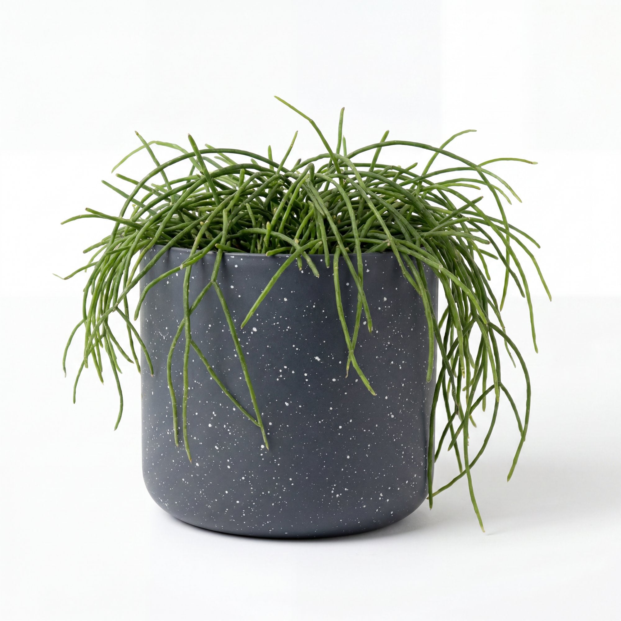 Small Rhipsalis Boliviana Hanging Basket with Mia Pot - Charcoal Speckle