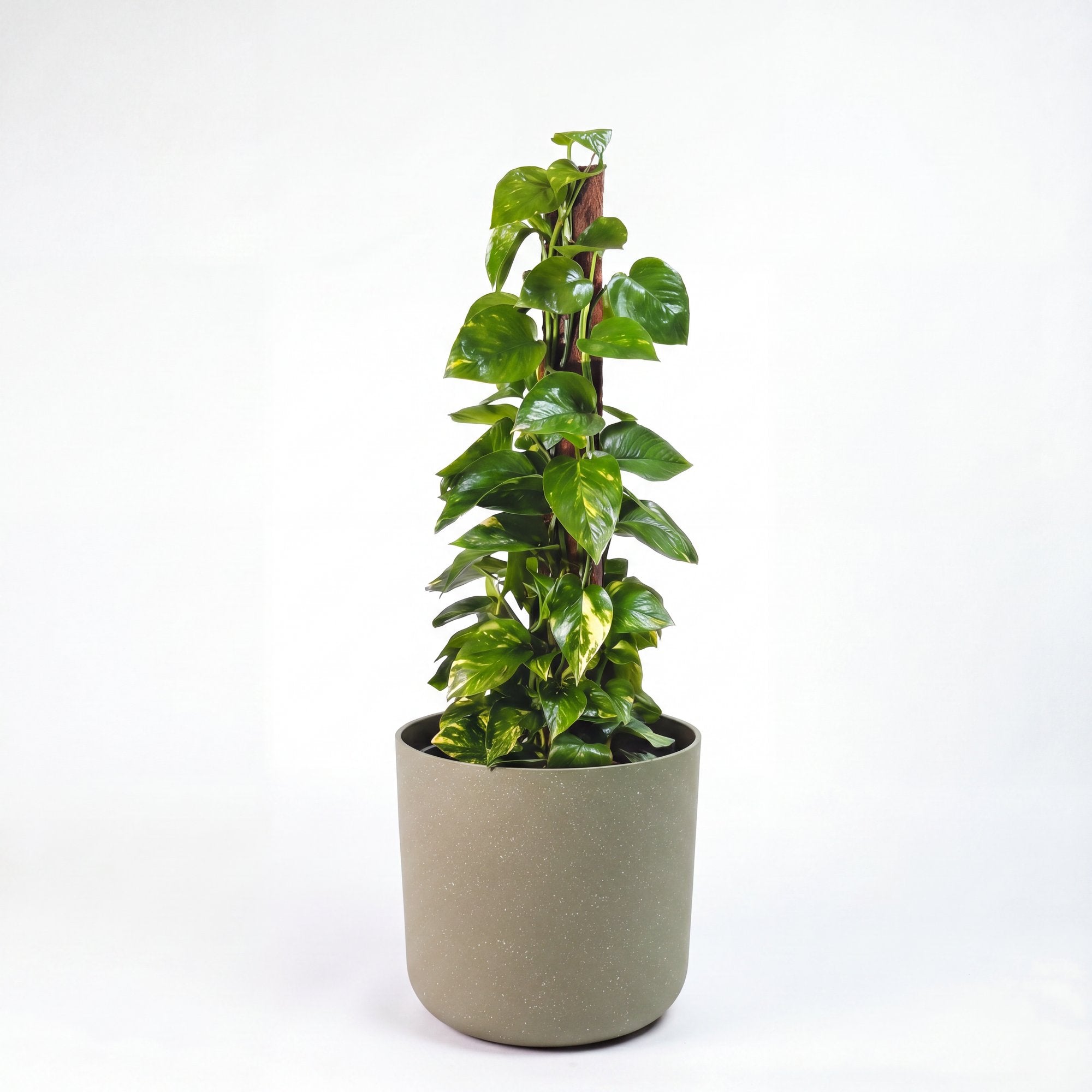 Medium Devils Ivy 'Pothos' on Totem with Mia Pot - Olive Speckle