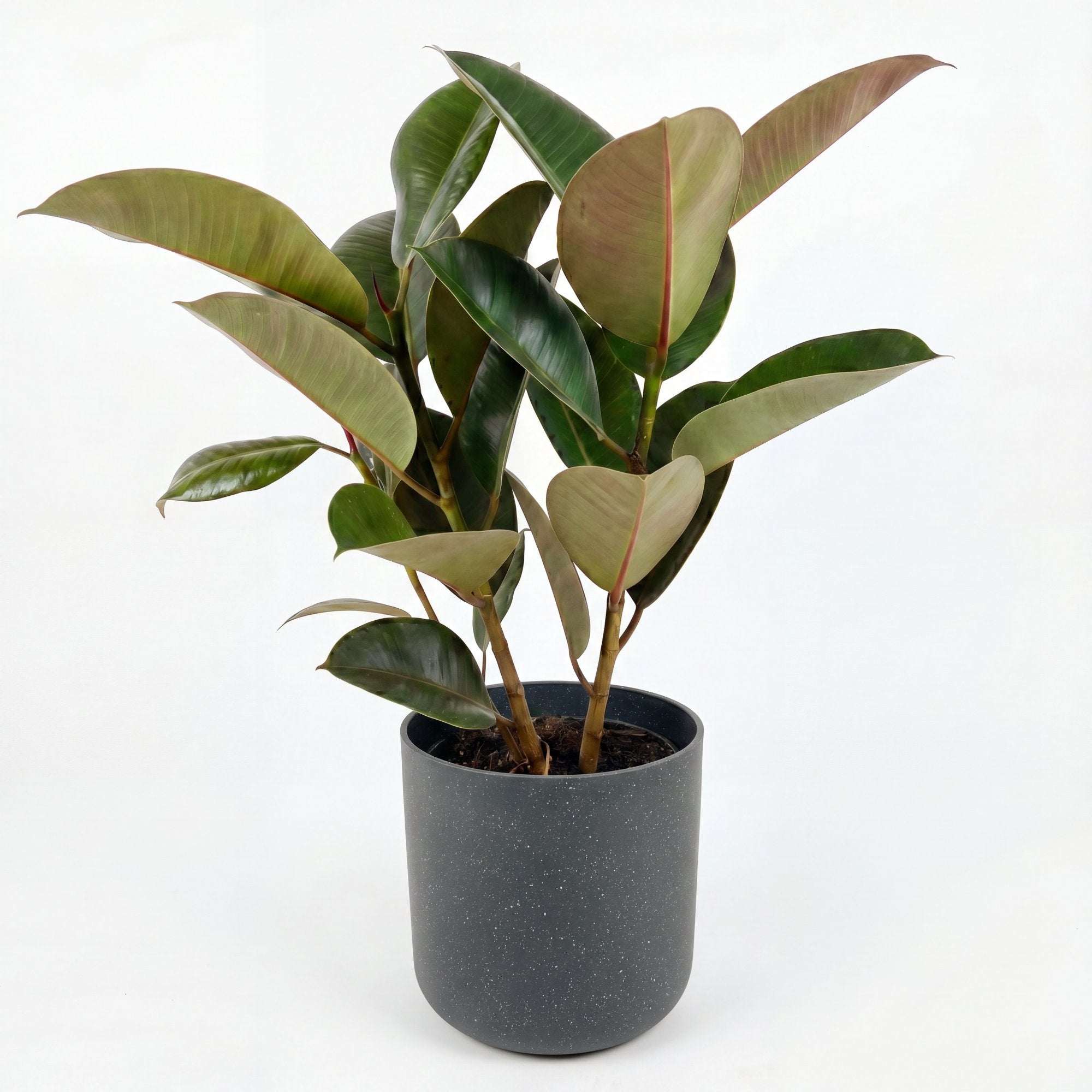 Medium Rubber Tree with Mia Pot - Charcoal Speckle