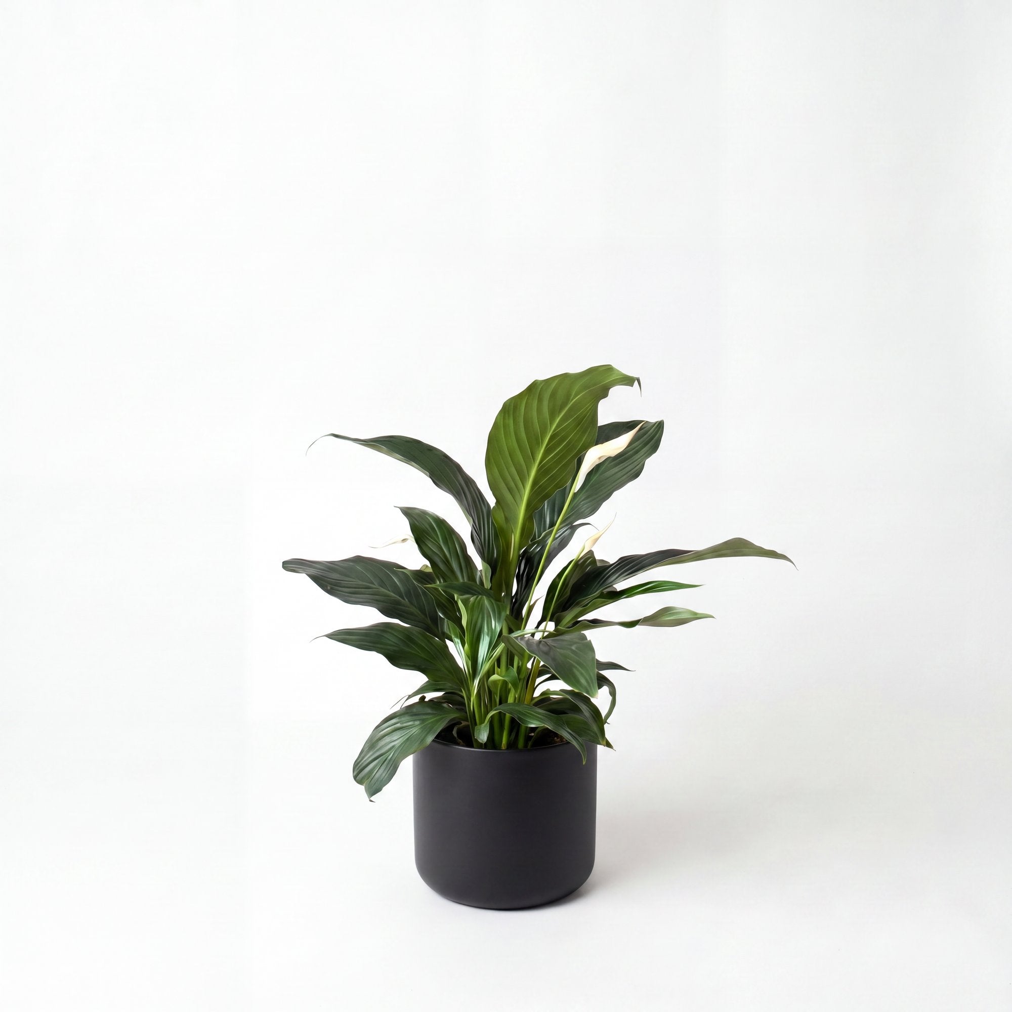 Small Peace Lily with Mia Pot - Black