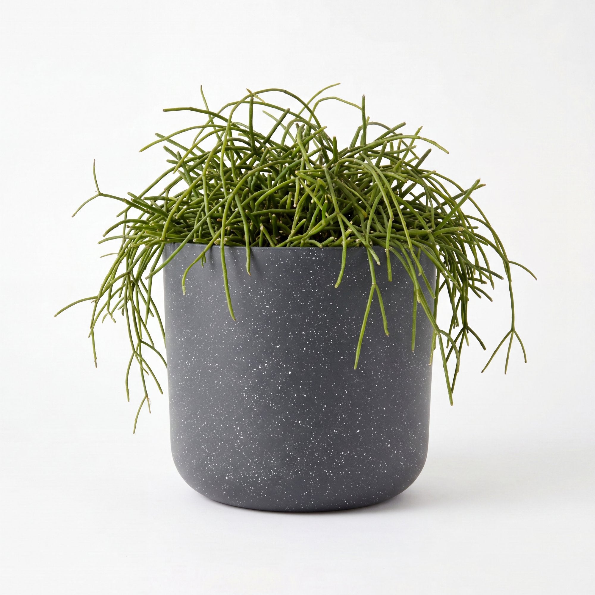 Medium Rhipsalis Capilliformis Hanging Cactus with Mia Pot - Charcoal Speckle