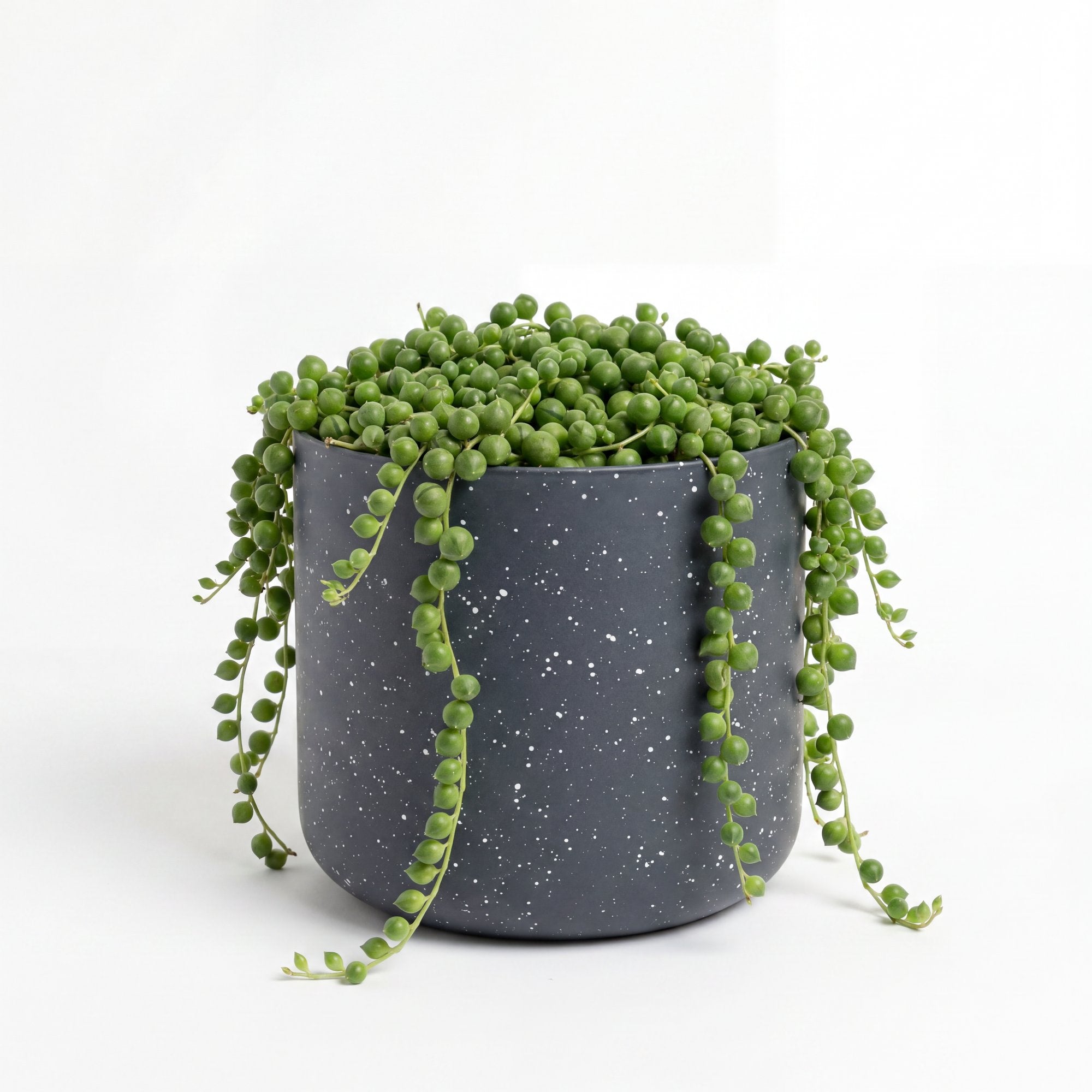 Small String of Pearls with Mia Pot - Charcoal Speckle