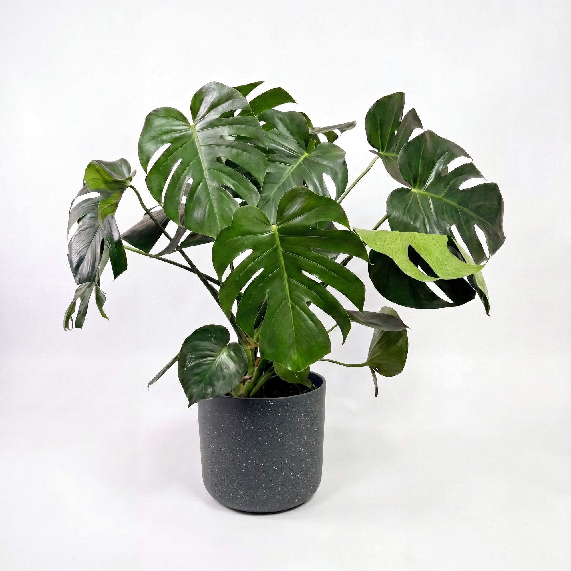 Medium Monstera Deliciosa with Mia Pot - Charcoal Speckle